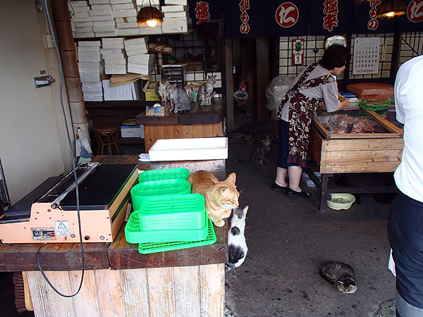 干物のお店の店内の猫